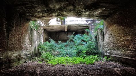 Premium Photo Plants Growing In Abandoned Building