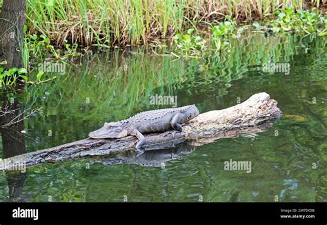 Alligator Resting Cajun Swamp Louisiana Stock Photo Alamy