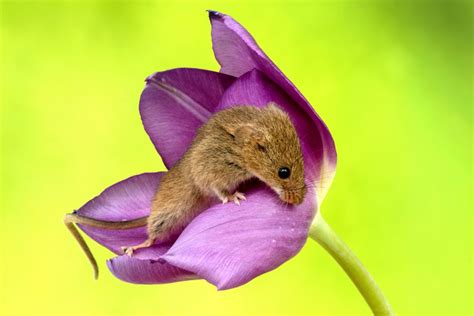 Harvest Mice Sleep In Tulip Petals In Flower Beds Hasan Jasim