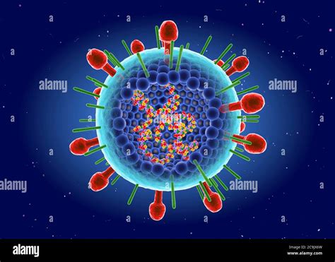 Virus Sincitial Respiratorio Fotografías E Imágenes De Alta Resolución