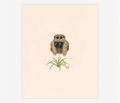 Berkley Illustration - Jumping Spider / Spider Plant at buyolympia.com