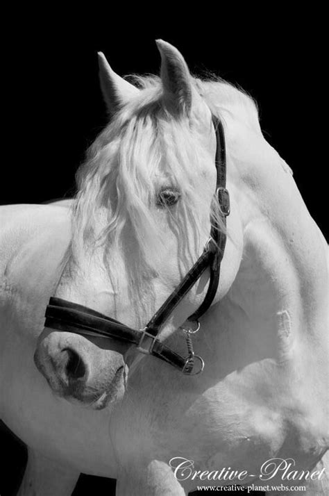 For the Love of Horses — Boulonnais horse. There are reports that a ...