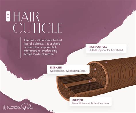 Understanding the Hair Cuticle: A Stylist’s Guide