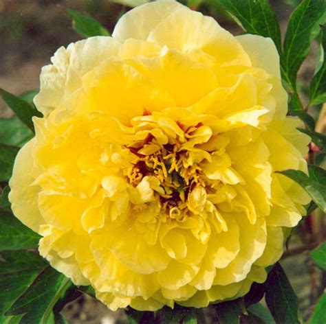 Купить саженцы Пион ИТО-гибрид Йеллоу Краун (Yellow Crown) травянистый ...