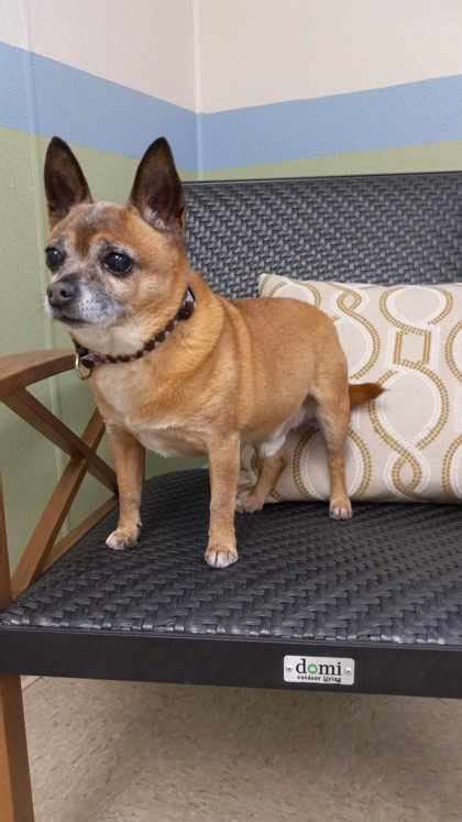 Huntingdon Pa Chihuahua Meet Chippy A Pet For Adoption