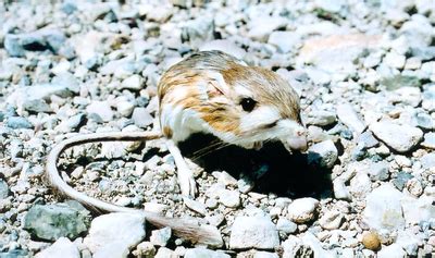 Structural And Physiological Adaptations - The Chaparral Biome