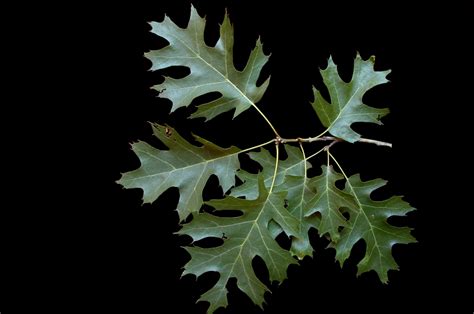 Quercus Shumardii Oaks Shumard Oak Shumards Oak North Carolina