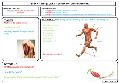 Year 7 Muscular System Maps To Aqa Gcse Biology Teaching Resources