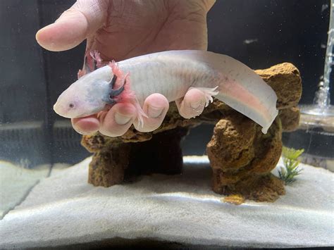 Mexican Axolotl Ambystoma Mexicanum