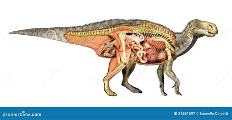 Corte Total De Iguanodon De La Anatomía Del Dinosaurio Mostrando Todos Los órganos Internos