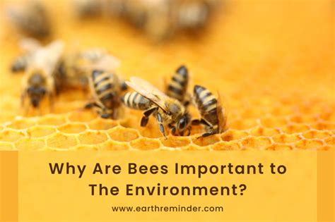 Importance Of Bee Research Sample