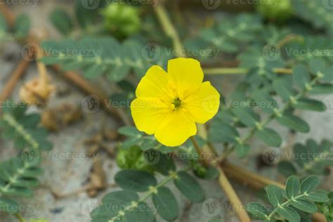 Tribulus Terrestris Plant With Flower And Leaf 35395042 Stock Photo At