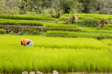 Komitmen Kementan Penuhi Kebutuhan Pangan Sepanjang Tahun 2023