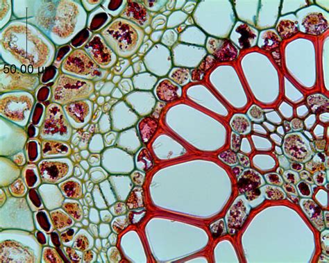 Microscopic Cells Microscopic Images Patterns In Nature Textures