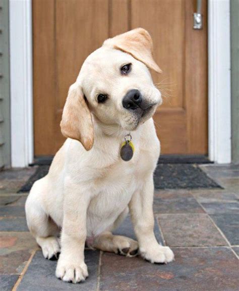 Geheimnis Gel Ftet Deshalb Neigt Dein Hund Den Kopf Wenn Du Mit Ihm