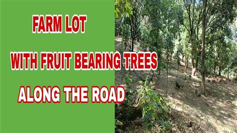 779 FARM LOT WITH FRUIT BEARING TREES ALONG CEMENTED ROAD YouTube