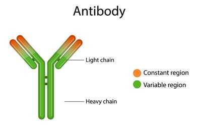 Antibody structure diagram for education Vector Image