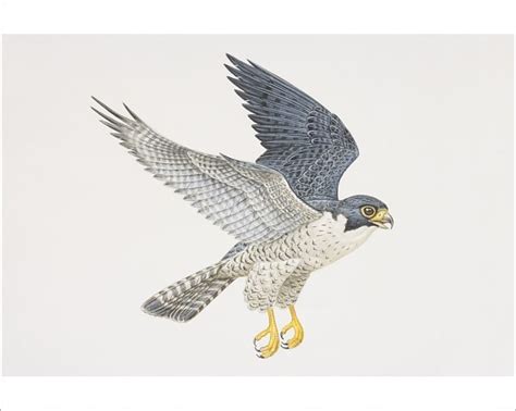 Prints Of Falco Peregrinus Peregrine Falcon In Flight Side View