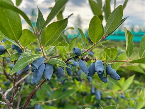 Fresh Organic Haskap Berries Now Available Haskap Farms Ltd