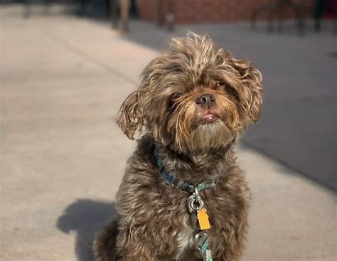 Pugapoo - Pug Poodle Mix | PoodleHQ