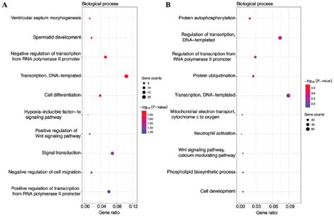 Gene Ontology Go Functions For The Target Genes Of The Top 3 Most Download Scientific Diagram