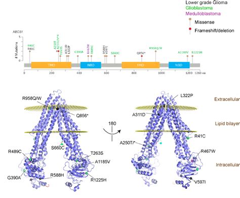 Abcb1 Mutations Found In Gliomas And Medulloblastoma Patients Top Download Scientific