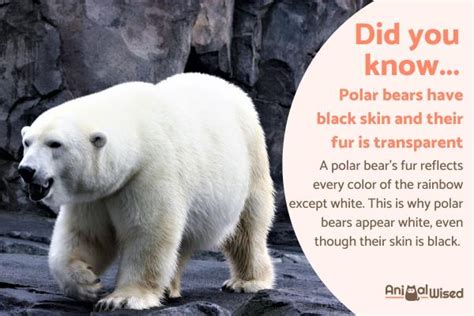 Polar Bears 20 Amazing Facts And Hidden Secrets