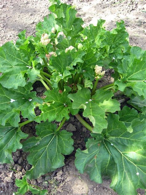 Tips And Information About Rhubarb Gardening Know How