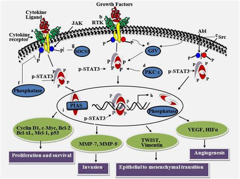 Frontiers Roles Of Stat In The Pathogenesis And Treatment Off