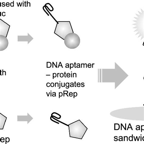 Schematic Representation Of The Dna Aptamer Based Sandwich Assay With