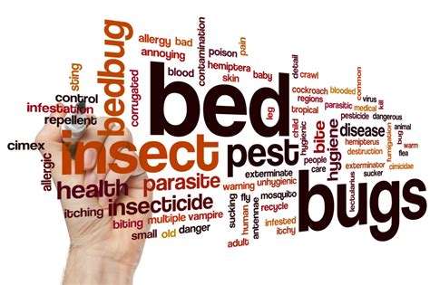 5 Early Signs of Bed Bugs (and What to Do)| Amco Ranger