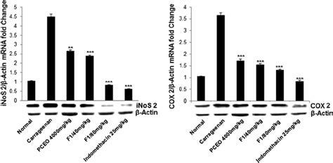 Mrna Expression And Protein Expression Of Inos And Cox 2 By Pceo And