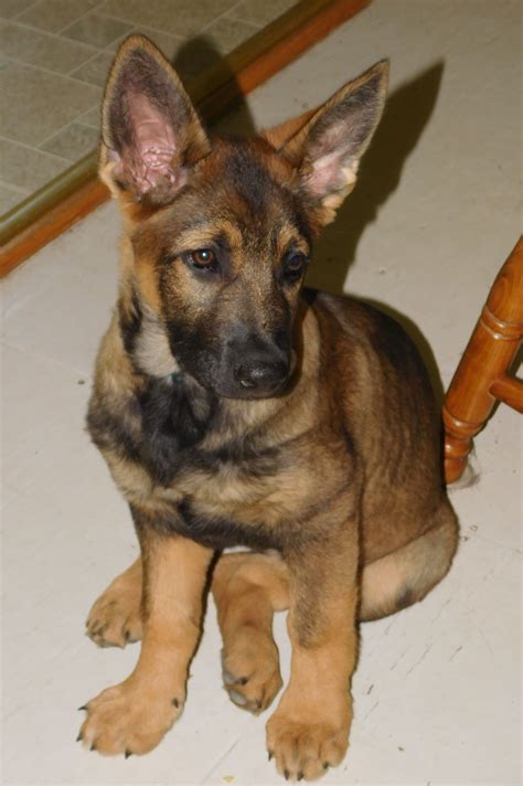 3 Month Old German Shepherd Puppy Puppies Love