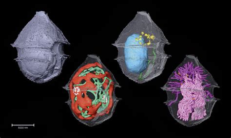 New microscopy method can help put sharper focus on plankton samples