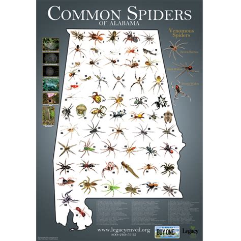 Alabama Spider Identification Chart