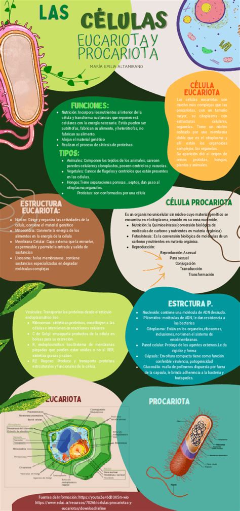 Celulas Eucariotas Y Procariotas Esquemas Y Mapas Conceptuales De Biología Docsity