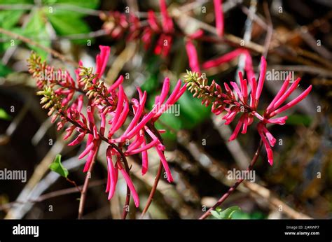 Coral Bean Wildflower Scarlet Red Spikes Erythrina Herbacea