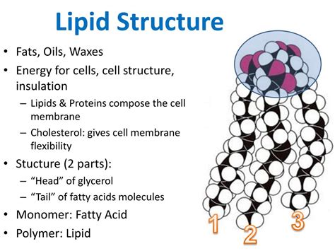 Lipid A Structure Bond Diagram Mcr 1 I Lipidi