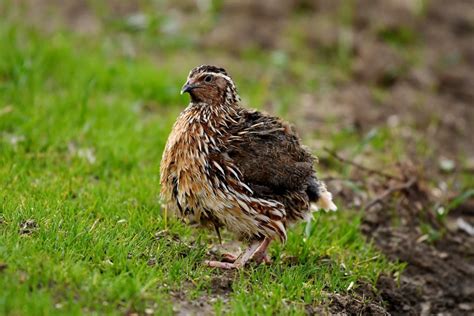 Common quail ( Coturnix coturnix ) - Wild travel in Danube Delta