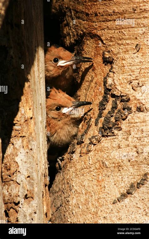 African Hoopoe Upupa Africana Africa Stock Photo Alamy