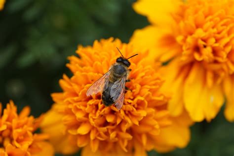 Winnipeg Bee Venom Therapy Naturopath Doctor Dr Ceaser