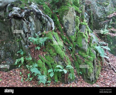 Diversidad De Ecosistemas Fotos E Im Genes De Stock Alamy