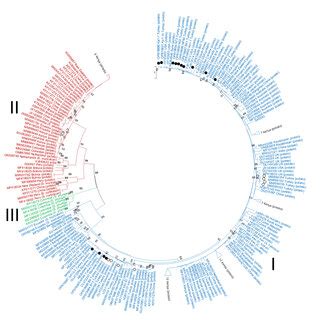 Phylogenetic Trees Based On The Nucleotide Sequences Of The Coat