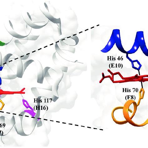 Three Dimensional Structure Showing Globin Fold A A Typical Truncated