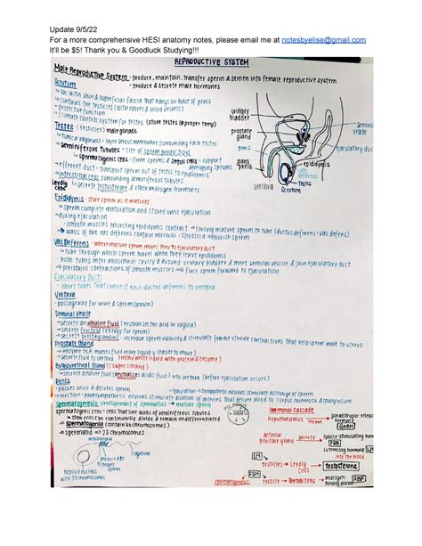 Hesi Notes For A More Comprehensive Hesi Anatomy Notes Please Email