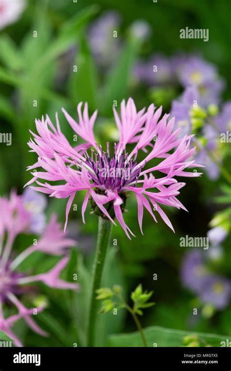 Centaurea Montana Joyce On Display At A Flower Show Perennial