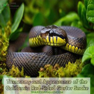 Species Profile California Red Sided Garter Snake - Vibrant Reptile