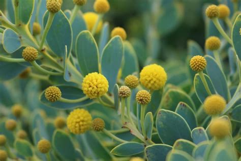 Australian Native Plants On Instagram Acacia Anceps A Shrub Or Small