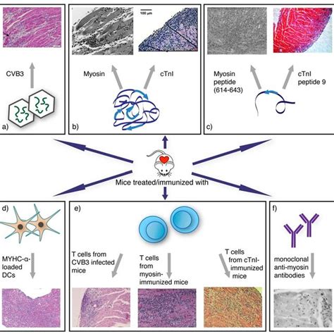 Overview Of Various Autoimmune Myocarditis Models A Virus E G