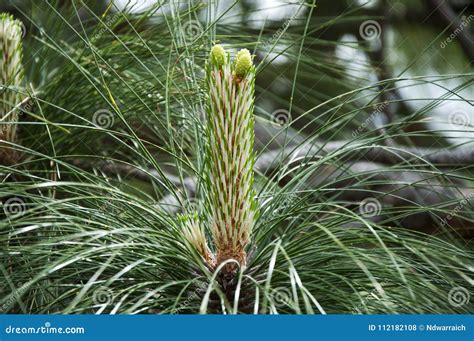 Pine Tree Flower Stock Photo Image Of Nature Forest 112182108